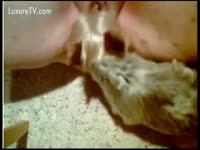 Big mamma feeds overweight love tunnel to a petite pooch